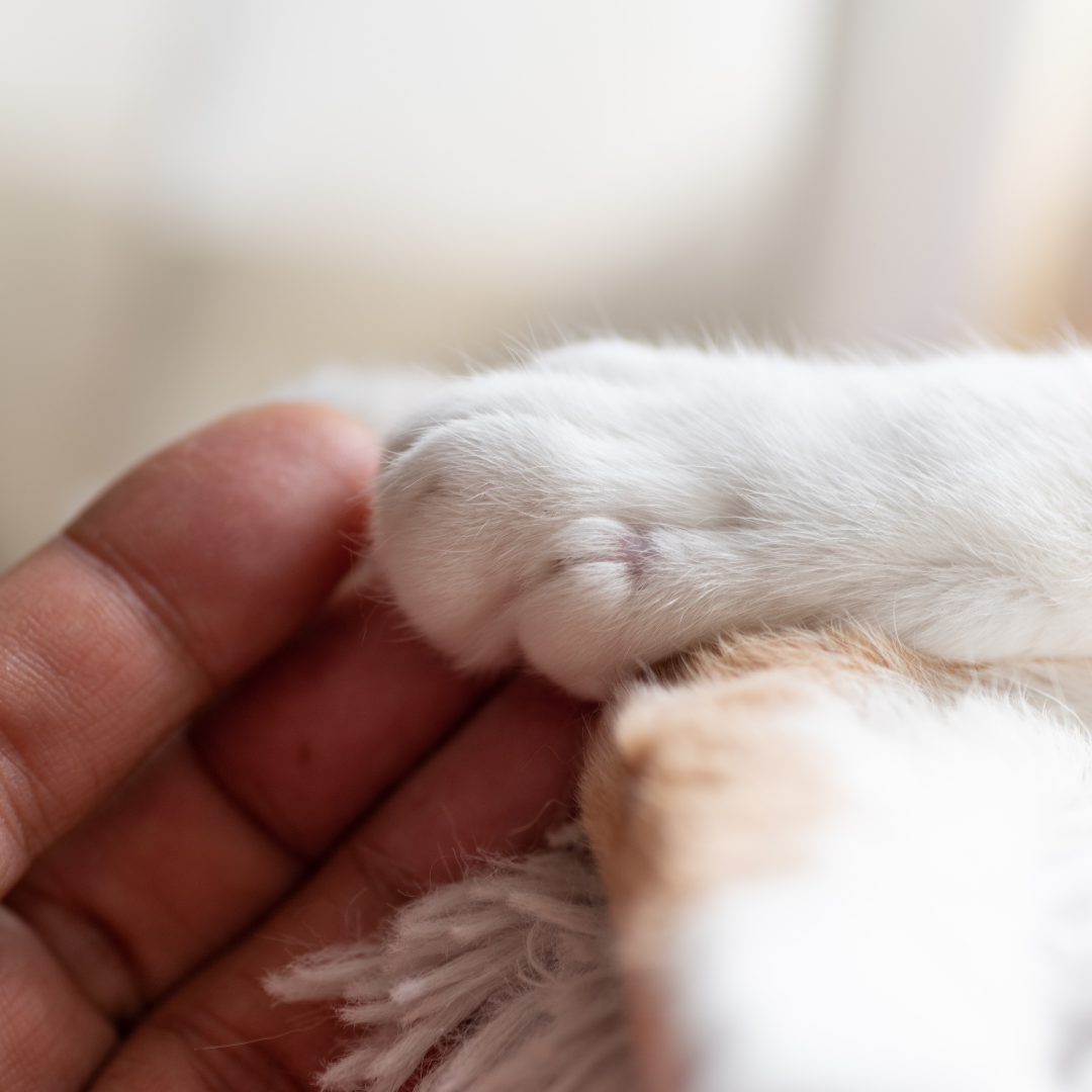 Joyas con cenizas de mascotas: una forma de mantener cerca a tu fiel compañero